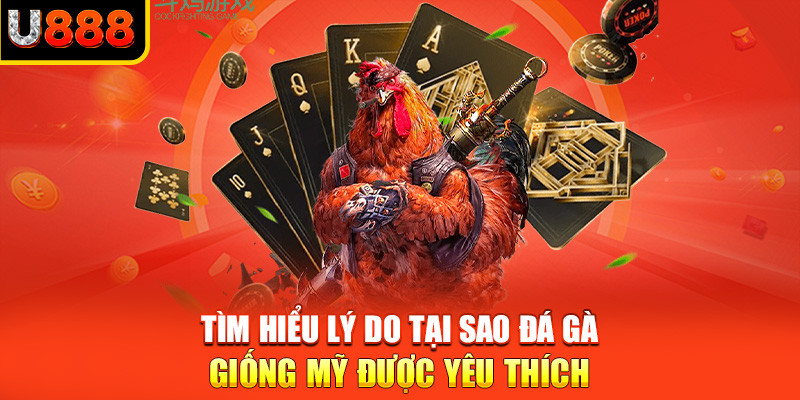 Tìm hiểu lý do tại sao đá gà giống Mỹ được yêu thích